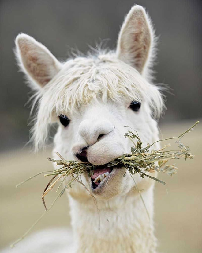 Alpacas And Llamas Are Beautiful, Majestic Creatures
