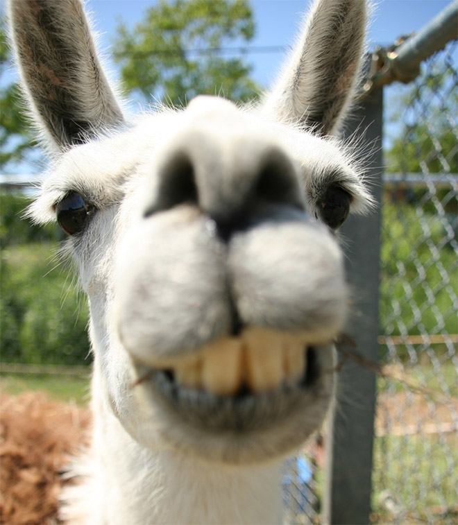 Alpacas And Llamas Are Beautiful, Majestic Creatures