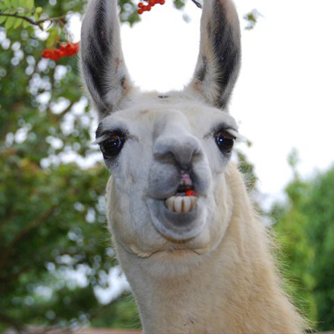 Alpacas And Llamas Are Beautiful, Majestic Creatures