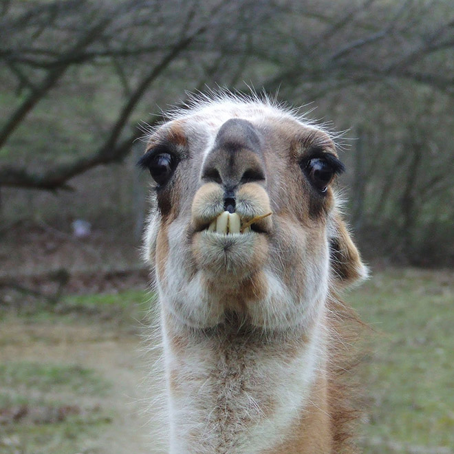 Alpacas And Llamas Are Beautiful, Majestic Creatures