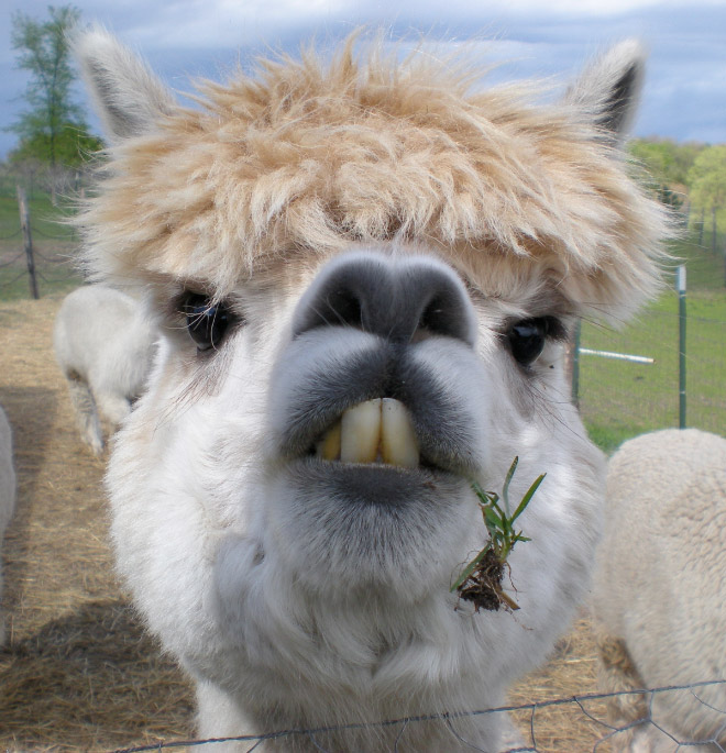 Alpacas And Llamas Are Beautiful, Majestic Creatures
