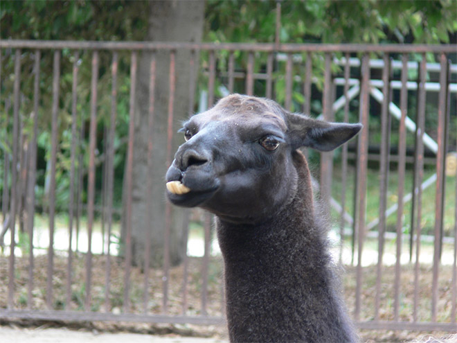 Alpacas And Llamas Are Beautiful, Majestic Creatures