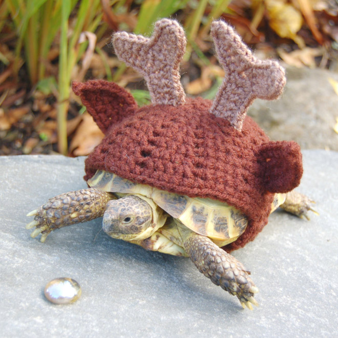 Animal Inception: Animals Dressed As Other Animals