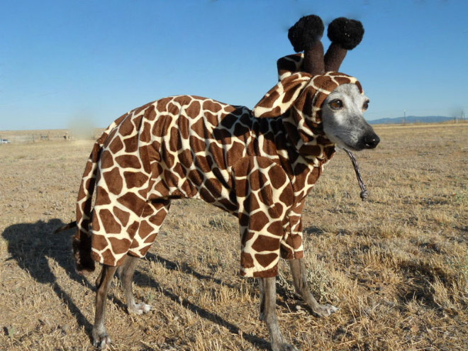 Animal Inception: Animals Dressed As Other Animals