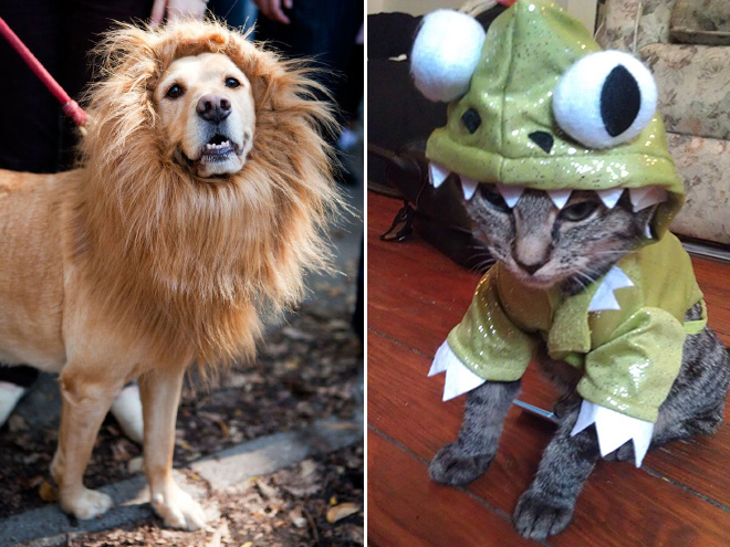 Animal Inception: Animals Dressed As Other Animals