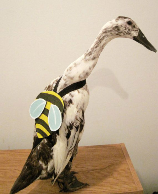 Animal Inception: Animals Dressed As Other Animals