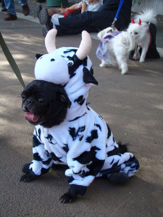 Animal Inception: Animals Dressed As Other Animals