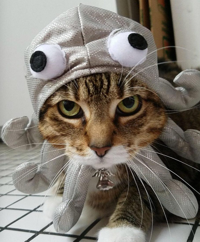 Animal Inception: Animals Dressed As Other Animals