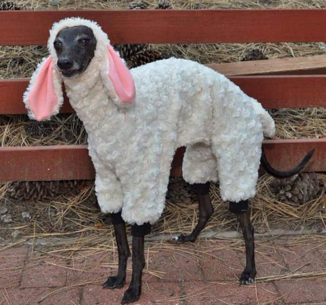 Animal Inception: Animals Dressed As Other Animals