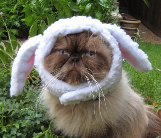 Animal Inception: Animals Dressed As Other Animals