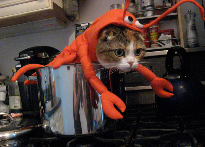 Animal Inception: Animals Dressed As Other Animals