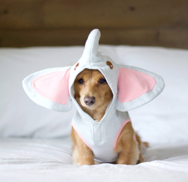 Animal Inception: Animals Dressed As Other Animals