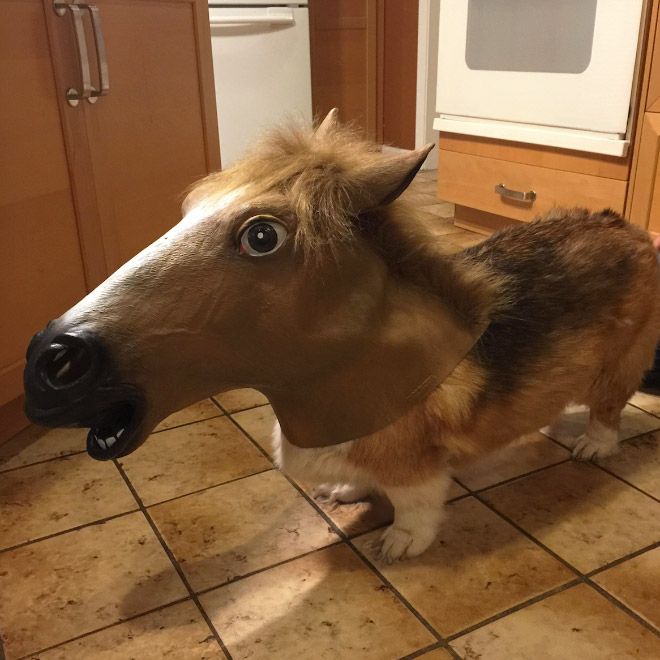Animal Inception: Animals Dressed As Other Animals