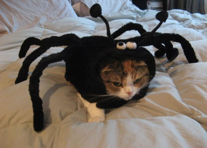 Animal Inception: Animals Dressed As Other Animals