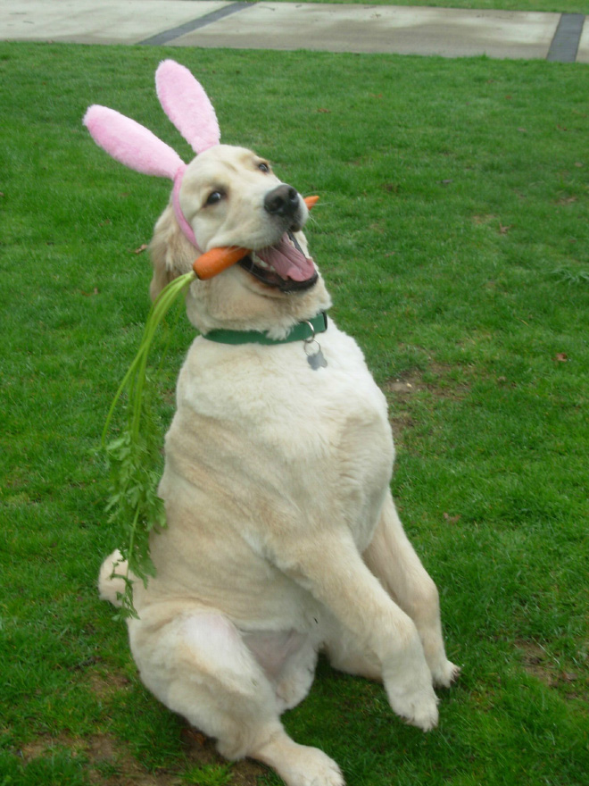 Animal Inception: Animals Dressed As Other Animals