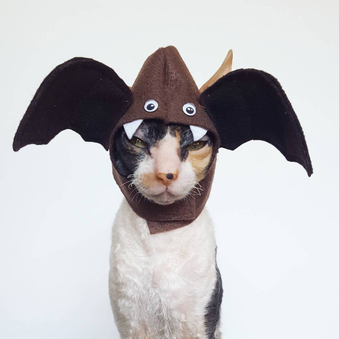 Animal Inception: Animals Dressed As Other Animals