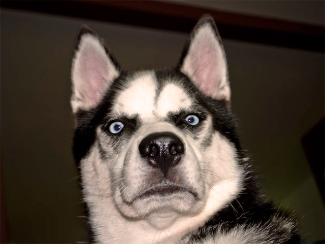 Animals Silently Judging Your Poor Life Choices