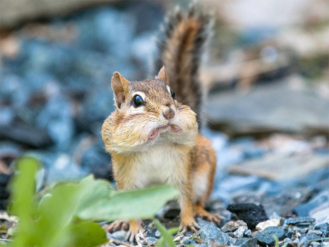 Animals Silently Judging Your Poor Life Choices