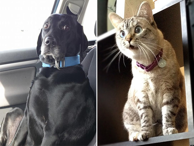 Animals Silently Judging Your Poor Life Choices