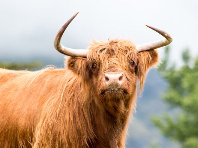 Animals Silently Judging Your Poor Life Choices
