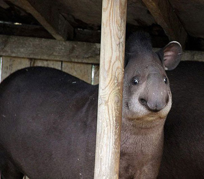 Animals Silently Judging Your Poor Life Choices