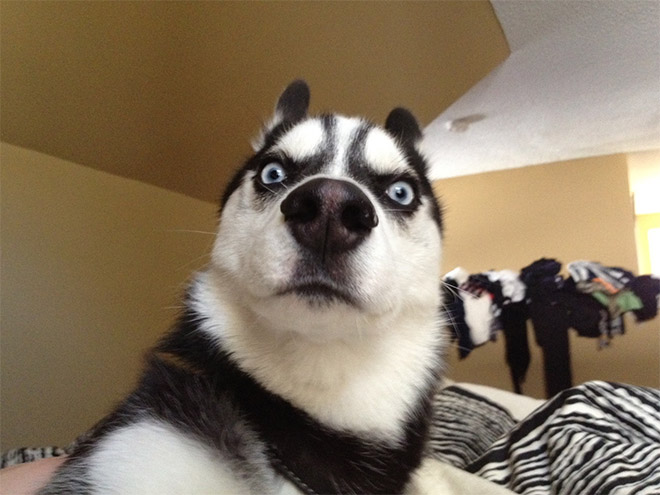 Animals Silently Judging Your Poor Life Choices