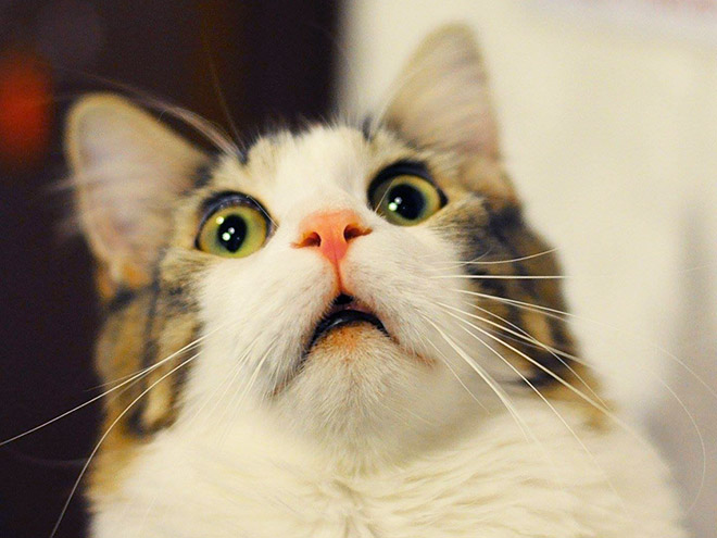 Animals Silently Judging Your Poor Life Choices