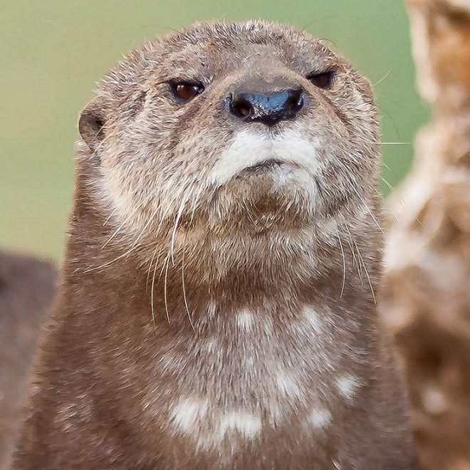 Animals Silently Judging Your Poor Life Choices