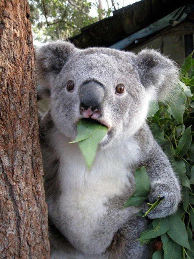Animals Silently Judging Your Poor Life Choices