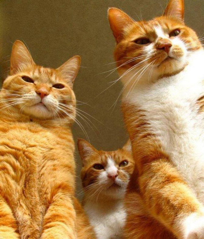 Animals That Look Like They’re About To Drop The Hottest Albums Ever