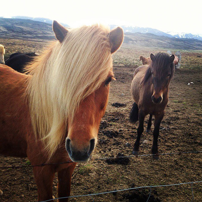 Animals That Look Like They’re About To Drop The Hottest Albums Ever