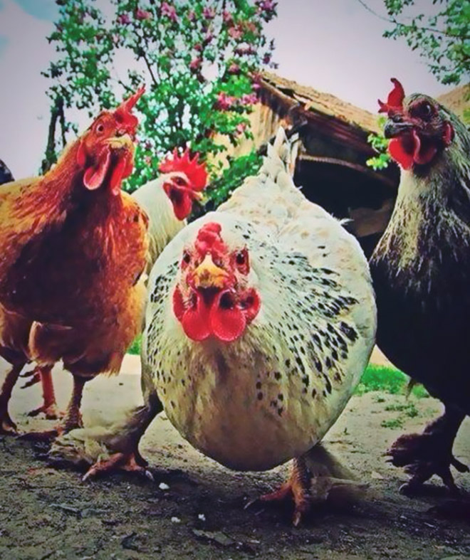 Animals That Look Like They’re About To Drop The Hottest Albums Ever