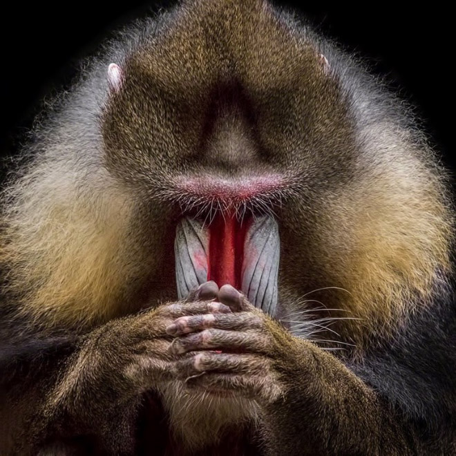 Animals That Look Like They’re About To Drop The Hottest Albums Ever