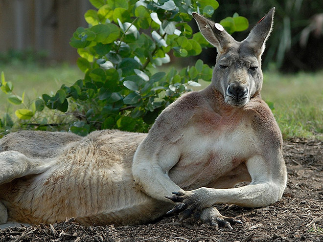 Animals That Look Like They’re About To Drop The Hottest Albums Ever