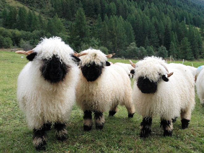 Animals That Look Like They’re About To Drop The Hottest Albums Ever