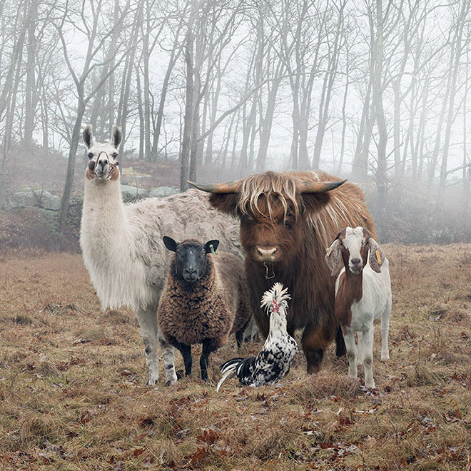 Animals That Look Like They’re About To Drop The Hottest Albums Ever