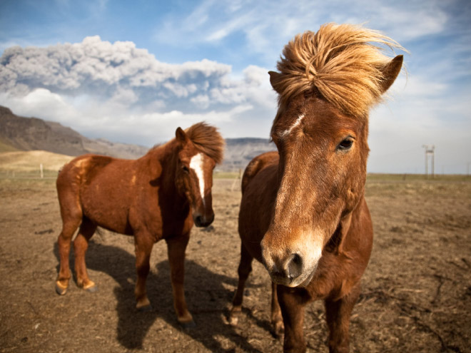 Animals That Look Like They’re About To Drop The Hottest Albums Ever