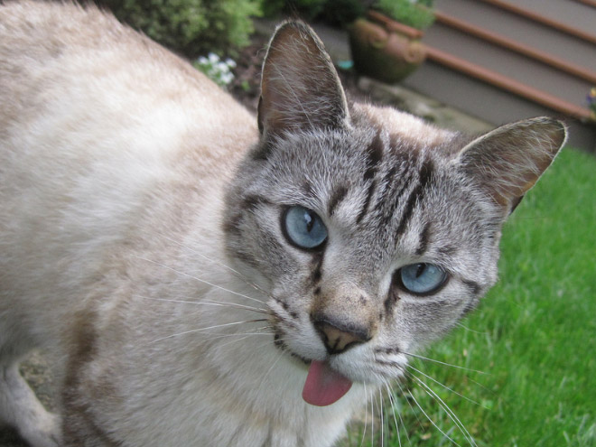 Animals With Their Tongues Sticking Out