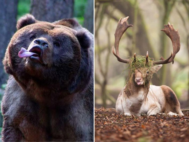 Animals With Their Tongues Sticking Out