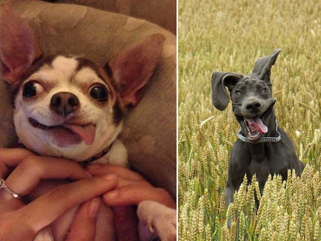 Animals With Their Tongues Sticking Out