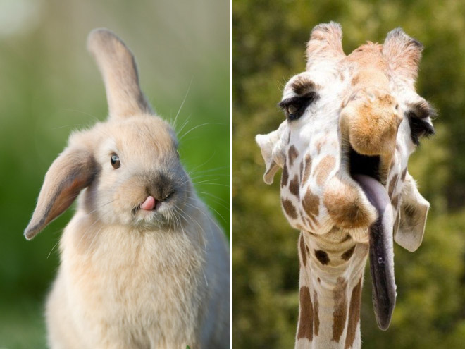 Animals With Their Tongues Sticking Out