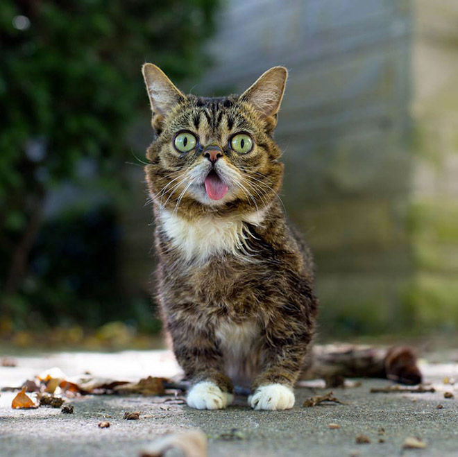 Animals With Their Tongues Sticking Out