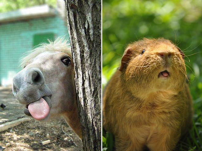 Animals With Their Tongues Sticking Out