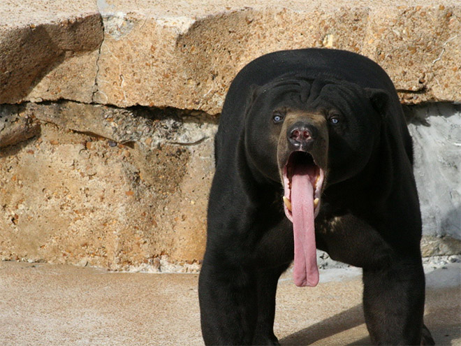 Animals With Their Tongues Sticking Out