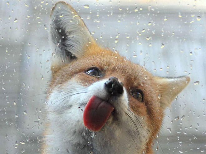 Animals With Their Tongues Sticking Out
