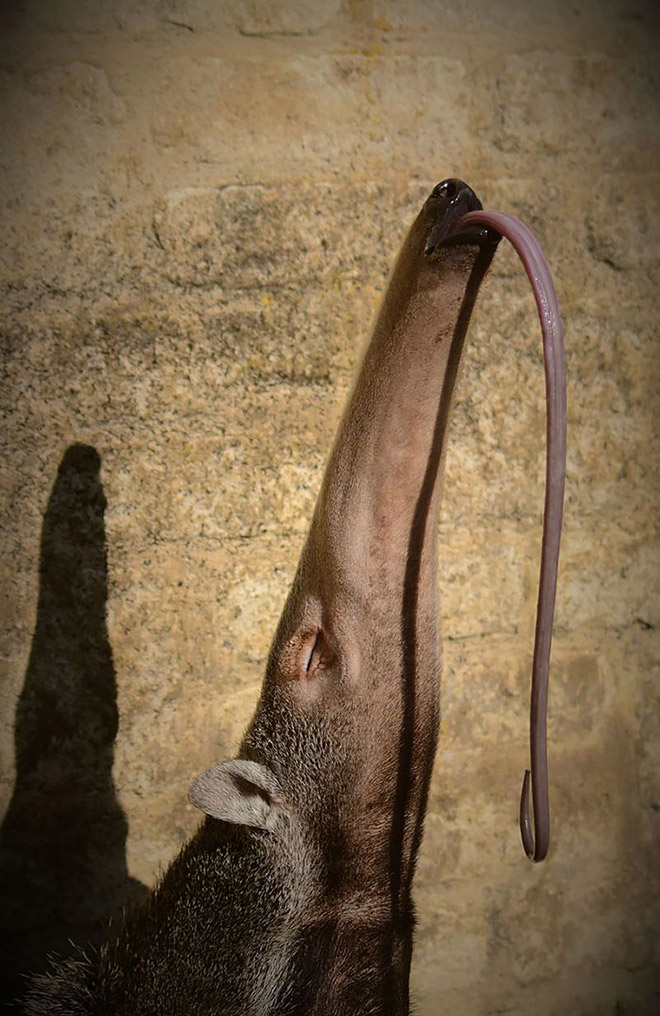 Animals With Their Tongues Sticking Out