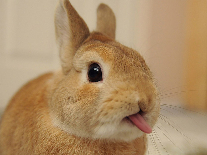 Animals With Their Tongues Sticking Out