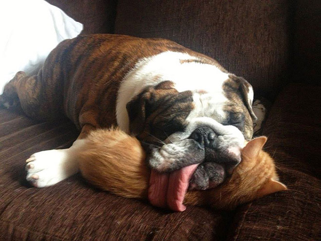 Animals With Their Tongues Sticking Out