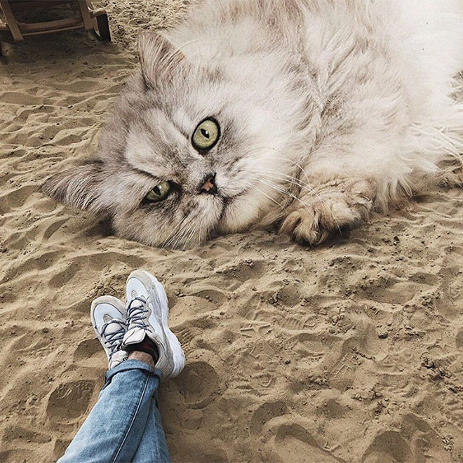 Artist Imagines a World Where Humans Live Among Giant Cats