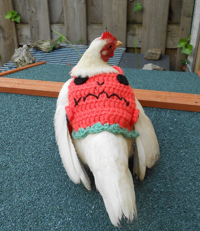 Autumn / Winter 2020 Chicken Fashion